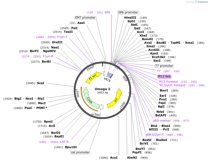 118047-plasmid-map-sequence-id-240461