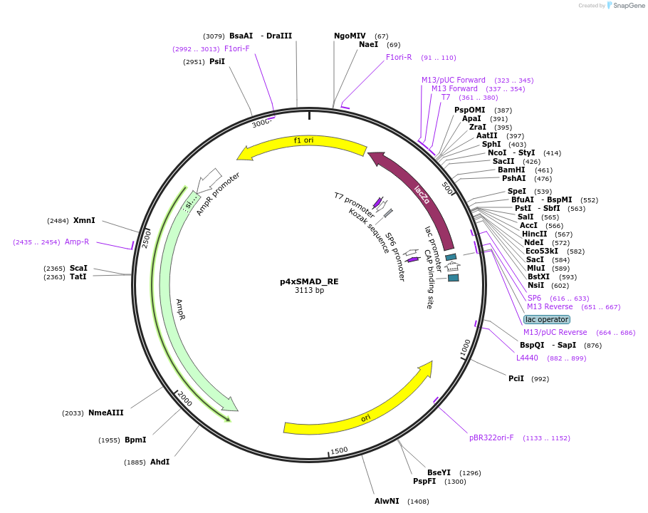 118051-plasmid-map-sequence-id-240462