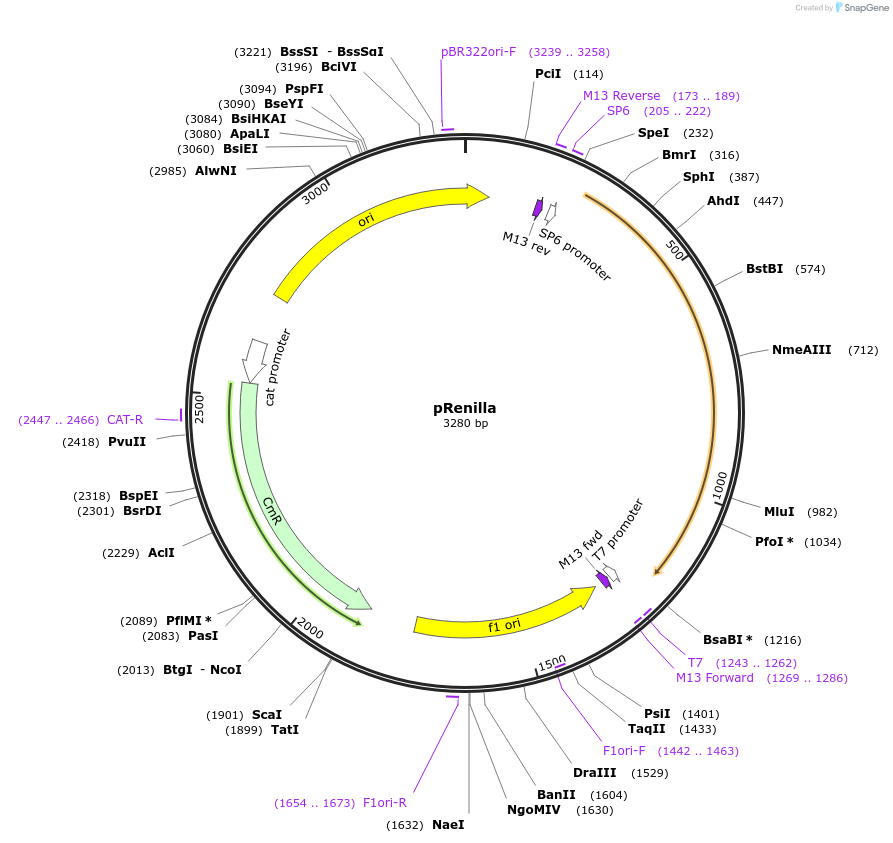 118059-plasmid-map-sequence-id-240468