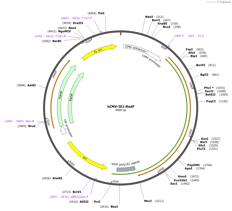 118064-plasmid-map-sequence-id-240494