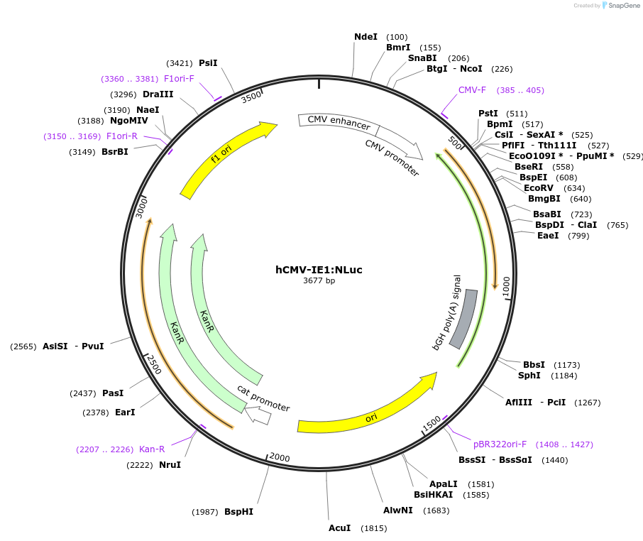 118065-plasmid-map-sequence-id-240495
