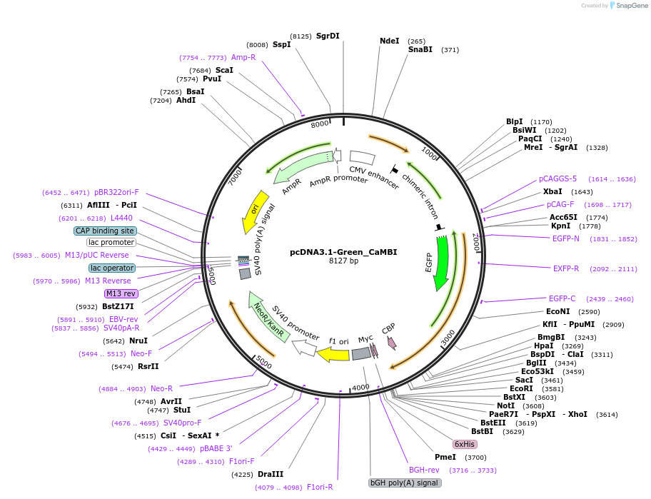 124096-plasmid-map-sequence-id-240506