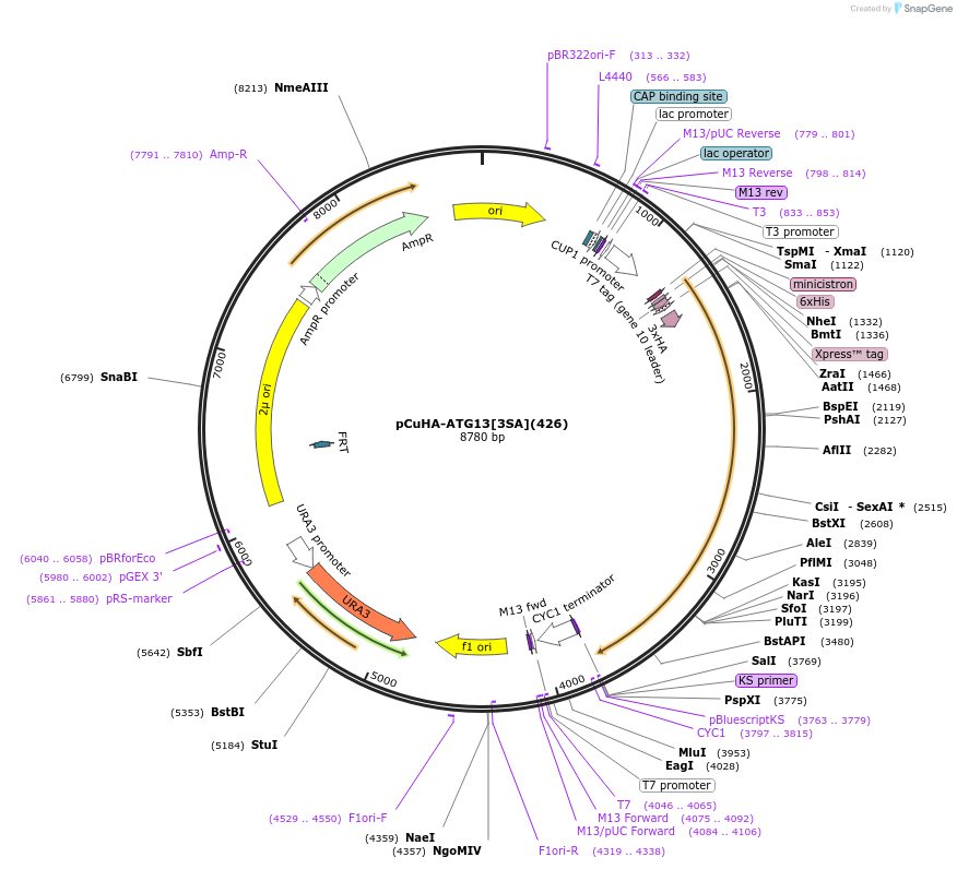 122076-plasmid-map-sequence-id-240519