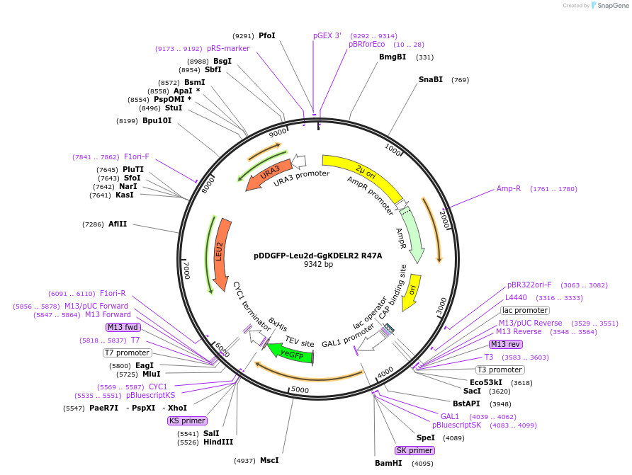 123620-plasmid-map-sequence-id-240533