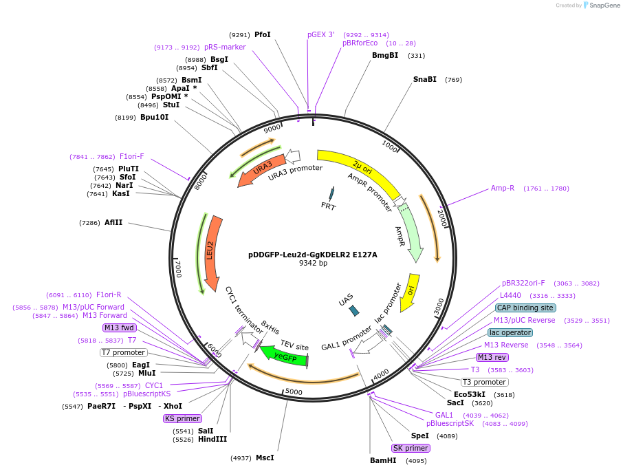 123622-plasmid-map-sequence-id-240535