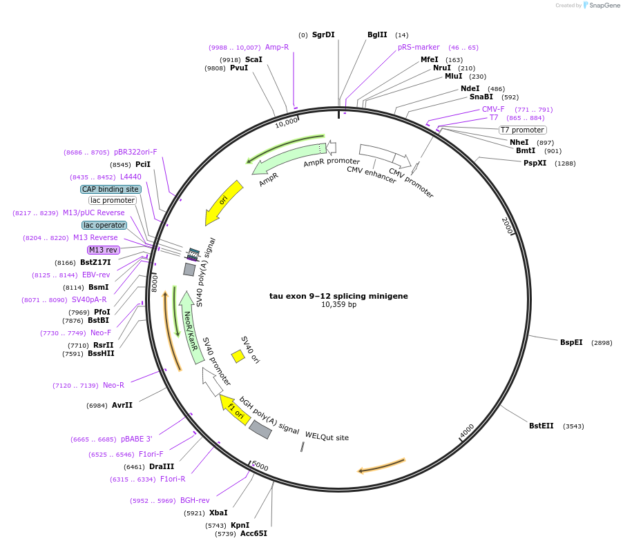 121165-plasmid-map-sequence-id-240550