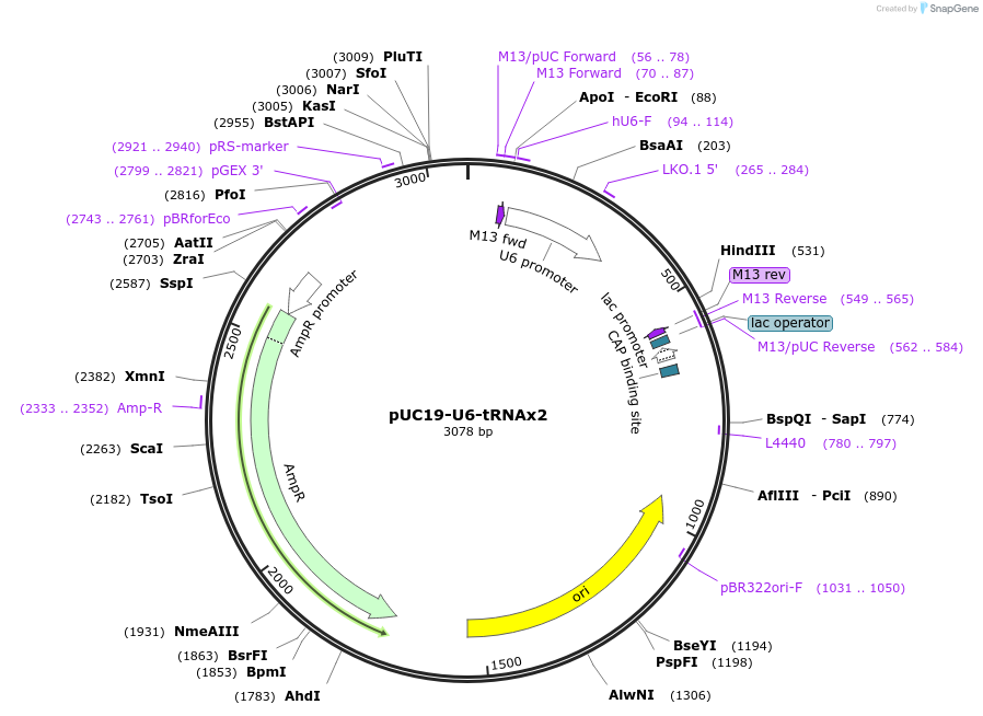 123641-plasmid-map-sequence-id-240582