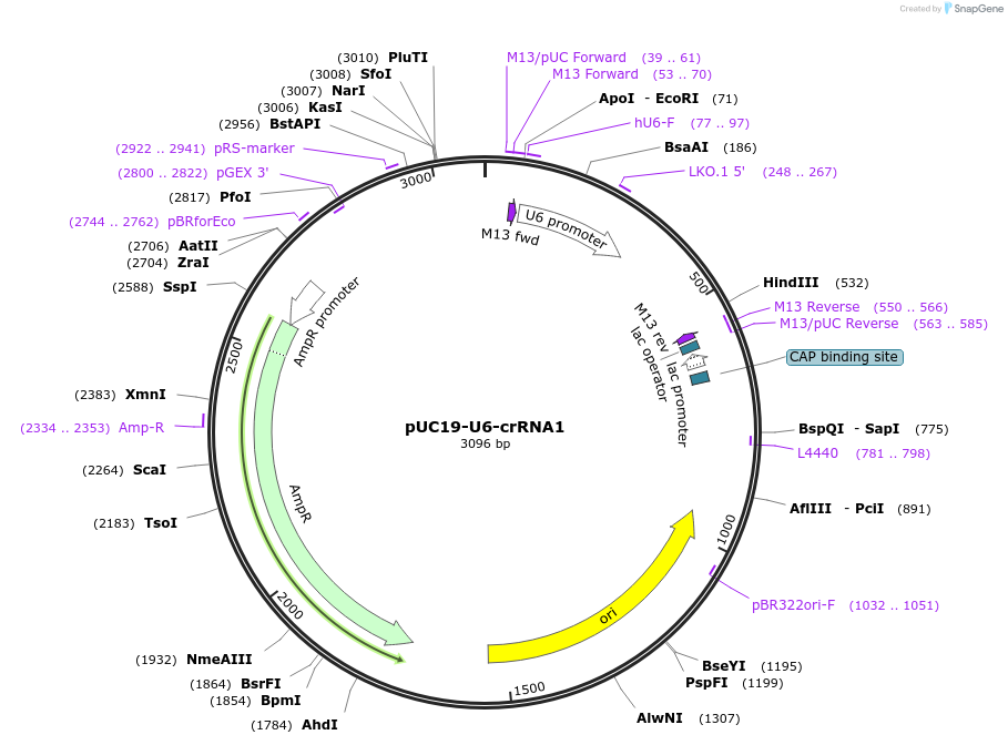 123639-plasmid-map-sequence-id-240584