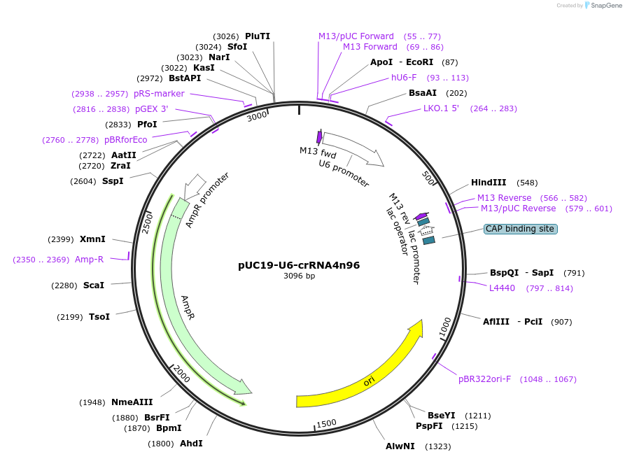 123640-plasmid-map-sequence-id-240585