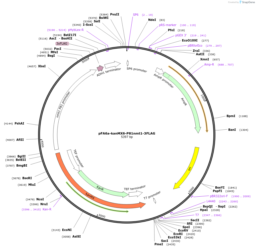 19338-plasmid-map-sequence-id-240594