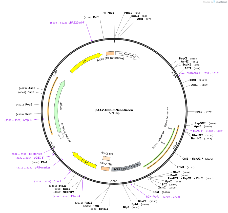 124102-plasmid-map-sequence-id-240595