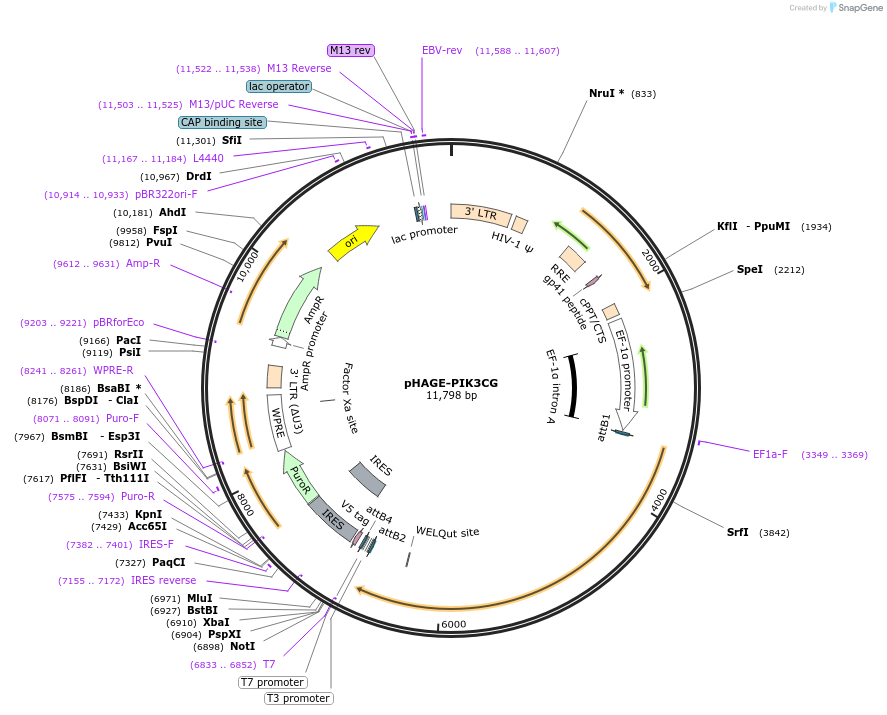 116774-plasmid-map-sequence-id-240597