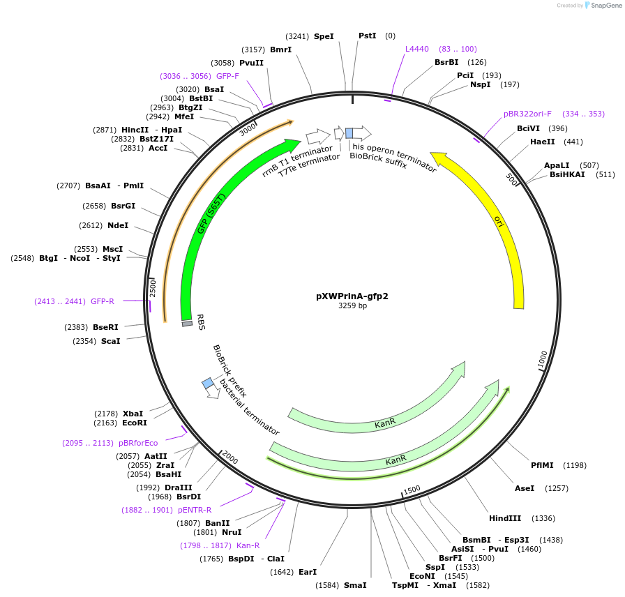 123147-plasmid-map-sequence-id-240607