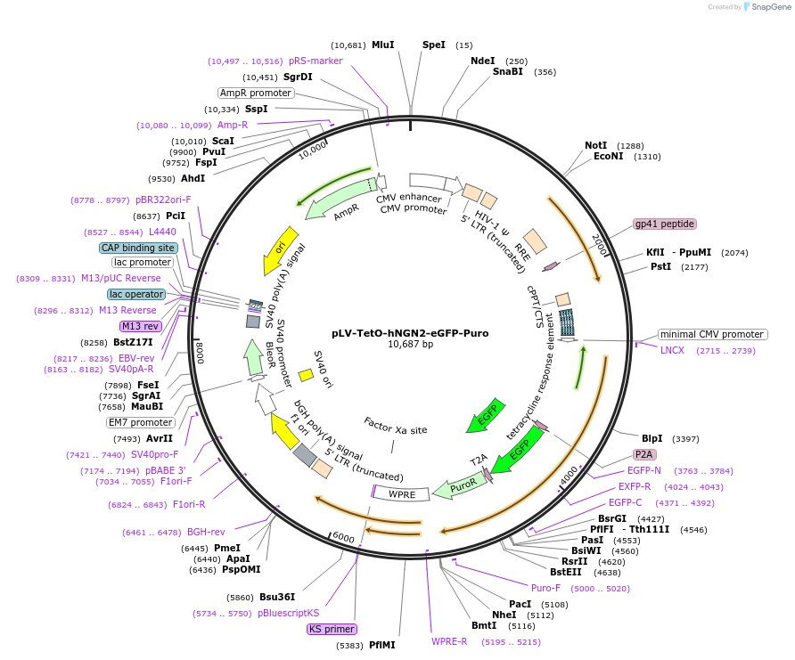 79823-plasmid-map-sequence-id-240610