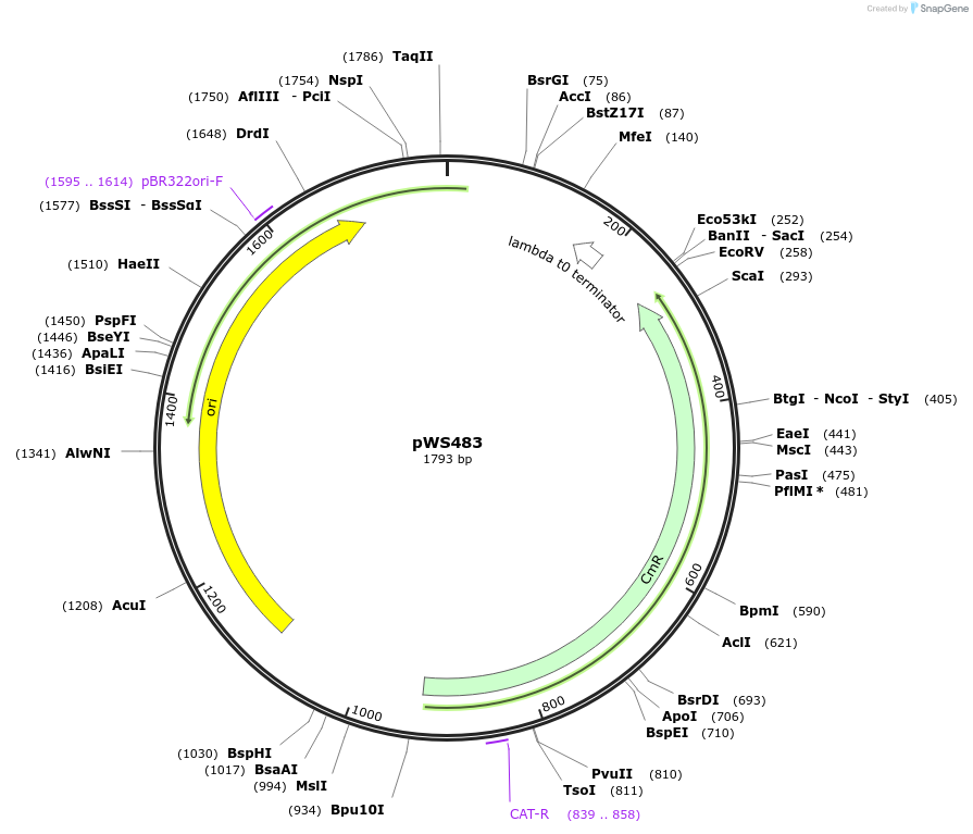 123031-plasmid-map-sequence-id-240626