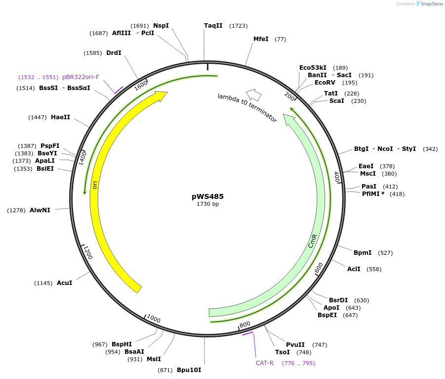 123033-plasmid-map-sequence-id-240636