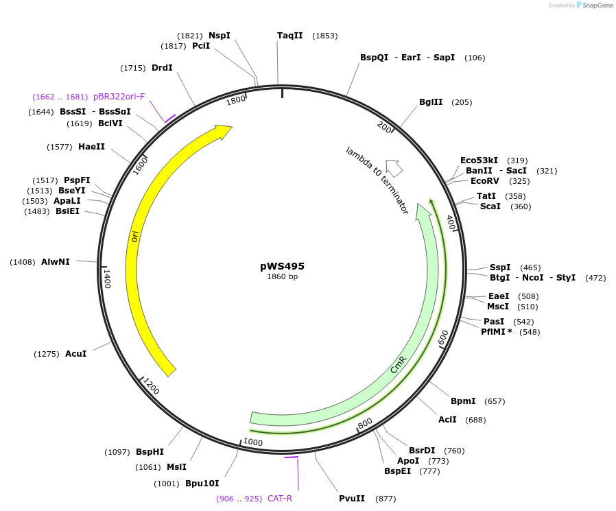 123043-plasmid-map-sequence-id-240660