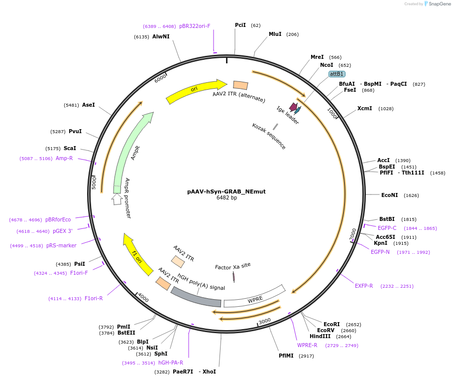 123310-plasmid-map-sequence-id-240667