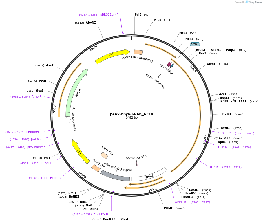 123309-plasmid-map-sequence-id-240668
