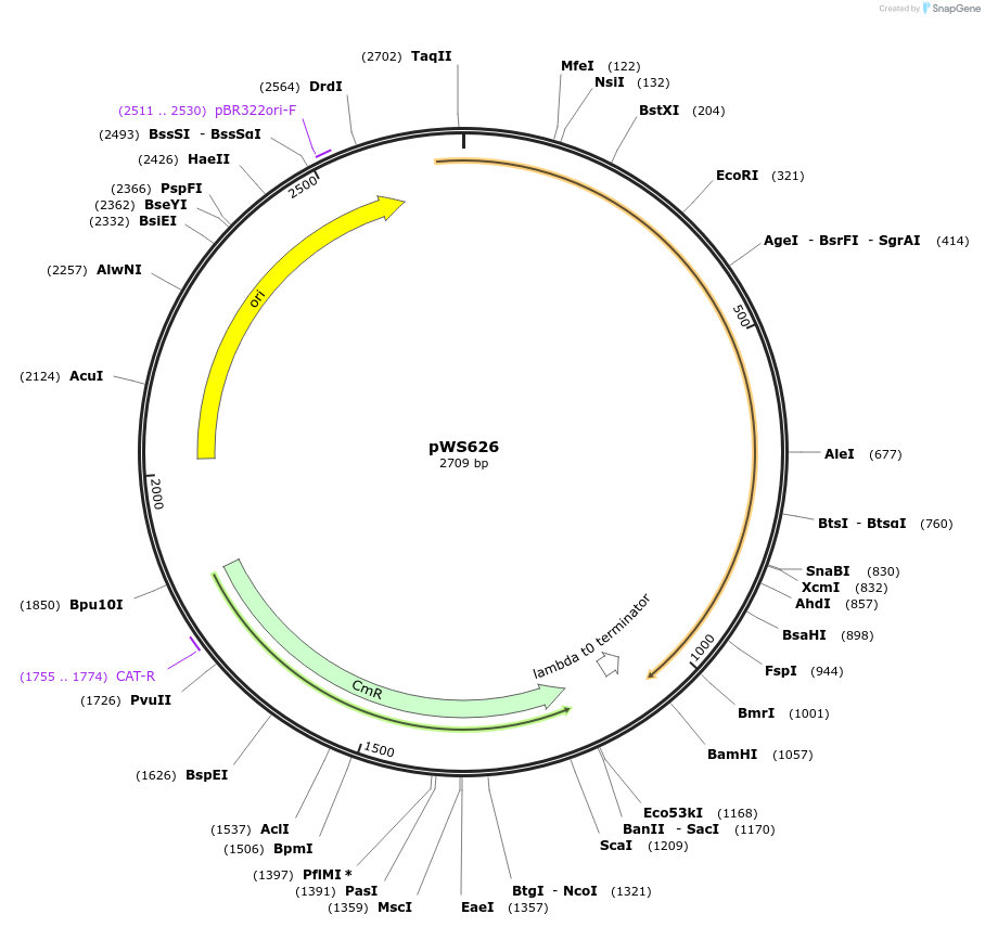 123045-plasmid-map-sequence-id-240669