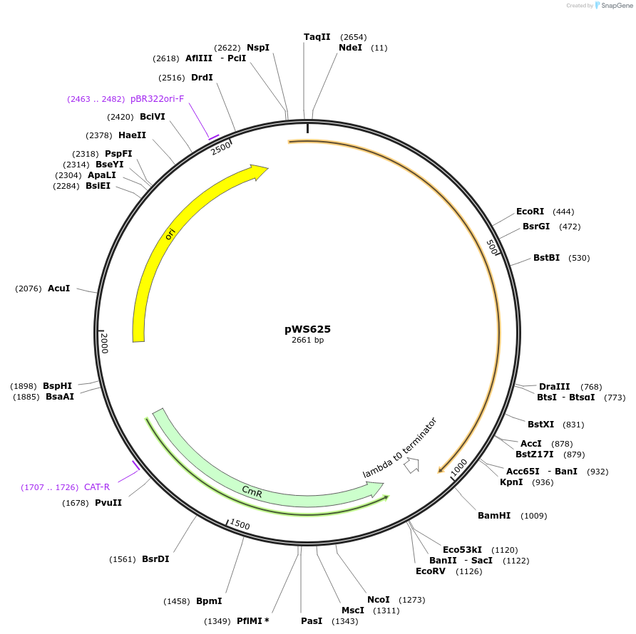 123046-plasmid-map-sequence-id-240670