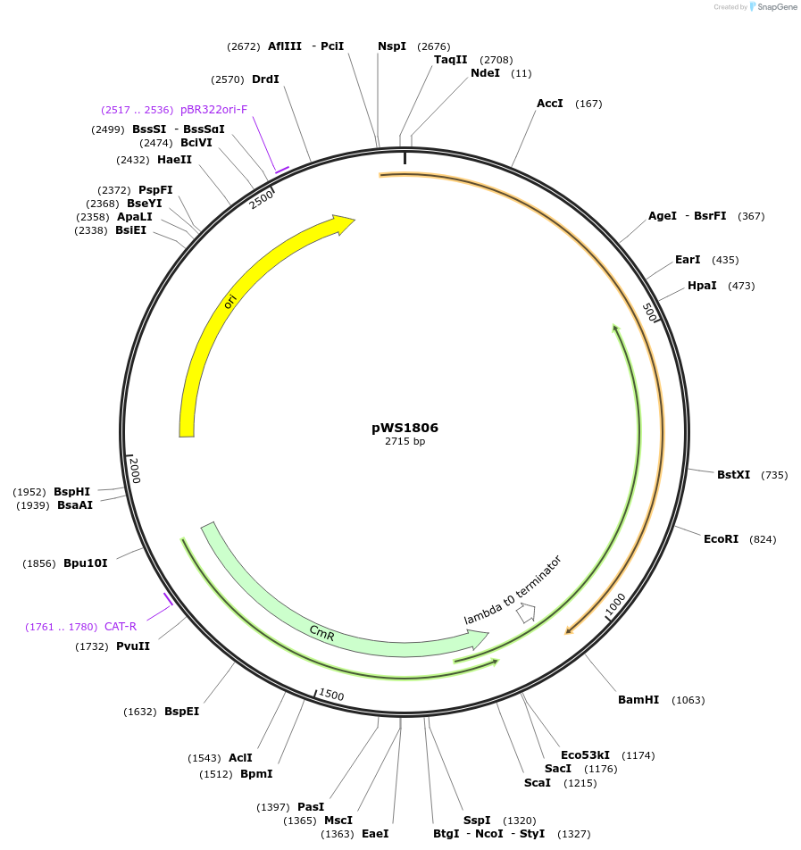 123047-plasmid-map-sequence-id-240672