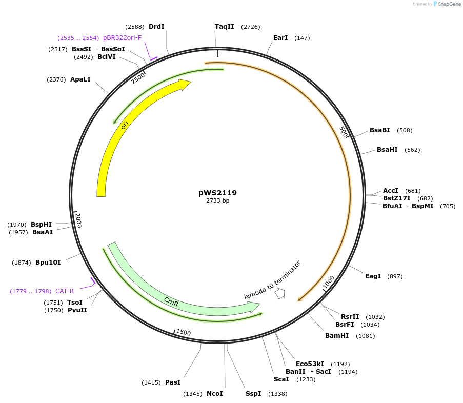 123048-plasmid-map-sequence-id-240676