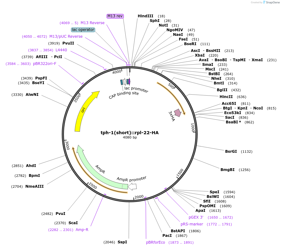 122203-plasmid-map-sequence-id-240679