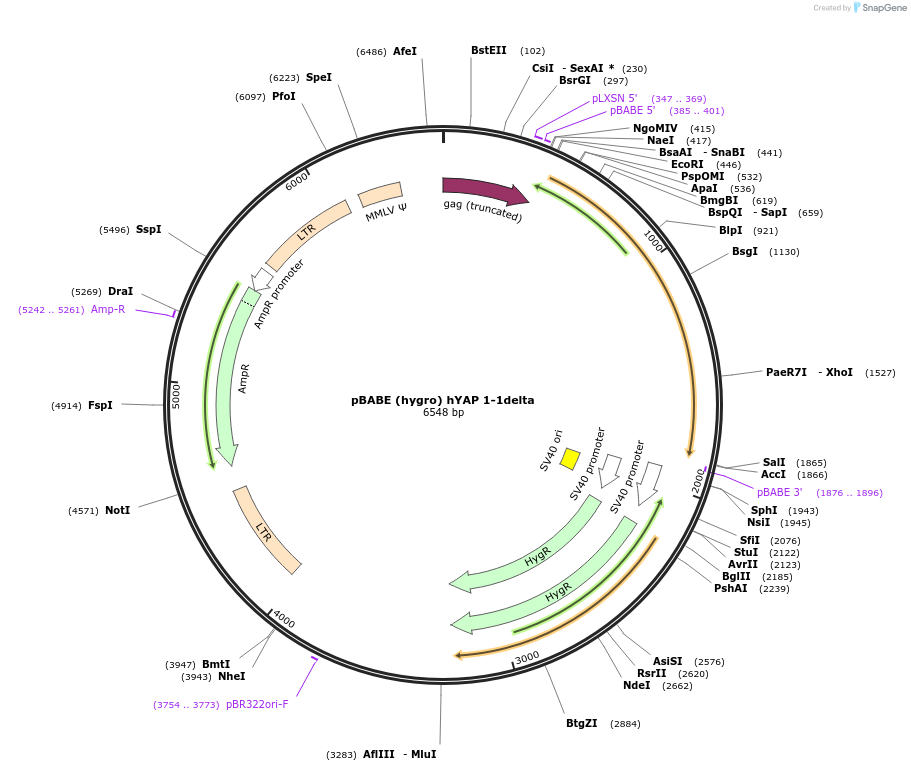 124150-plasmid-map-sequence-id-240684