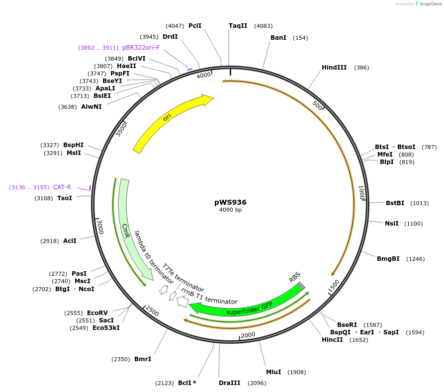 123050-plasmid-map-sequence-id-240687