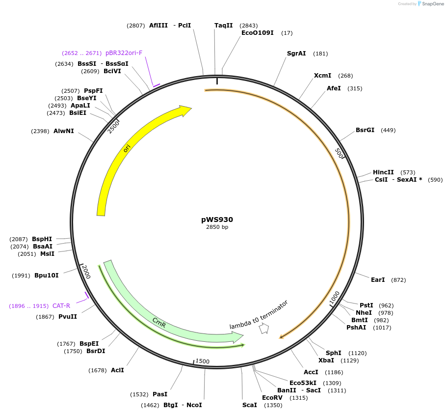 123054-plasmid-map-sequence-id-240697
