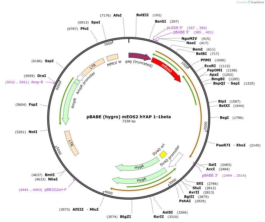 124156-plasmid-map-sequence-id-240699