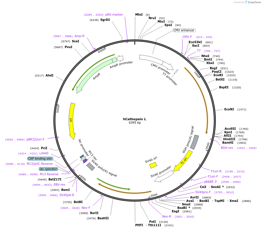 11250-plasmid-map-sequence-id-240705