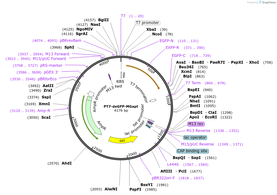 67741-plasmid-map-sequence-id-240706