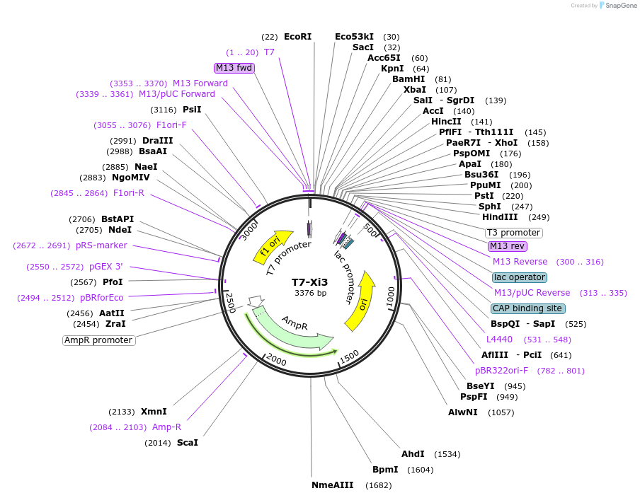 106992-plasmid-map-sequence-id-240712