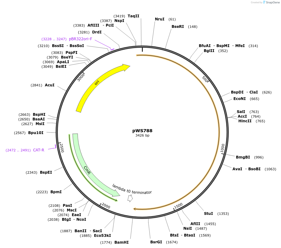 123059-plasmid-map-sequence-id-240713