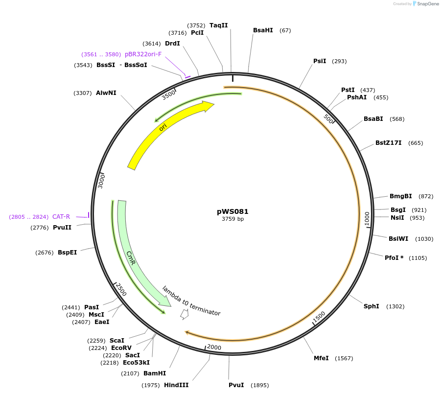 123060-plasmid-map-sequence-id-240719