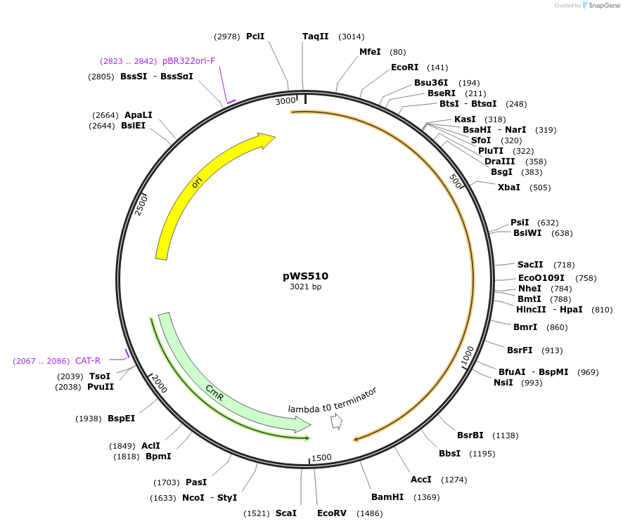 123062-plasmid-map-sequence-id-240721