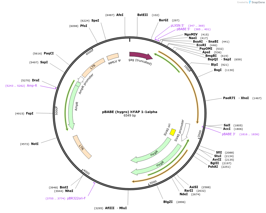 124147-plasmid-map-sequence-id-240729