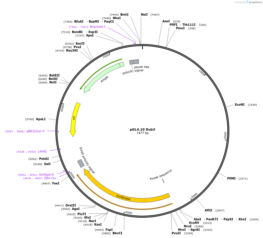 72684-plasmid-map-sequence-id-240736