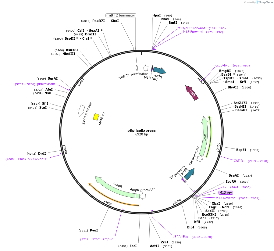 32485-plasmid-map-sequence-id-240737
