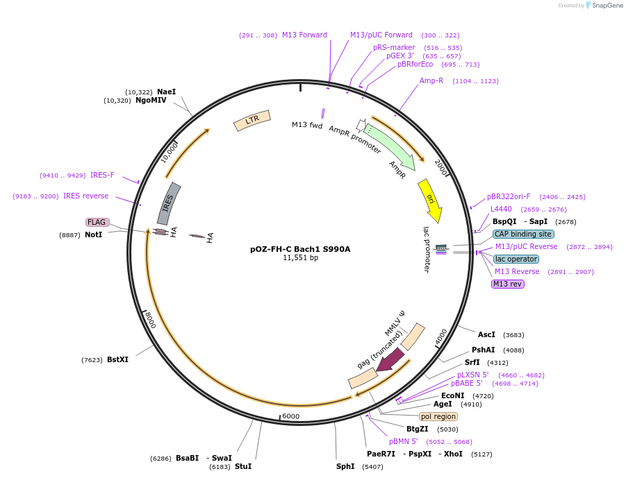 73647-plasmid-map-sequence-id-240738
