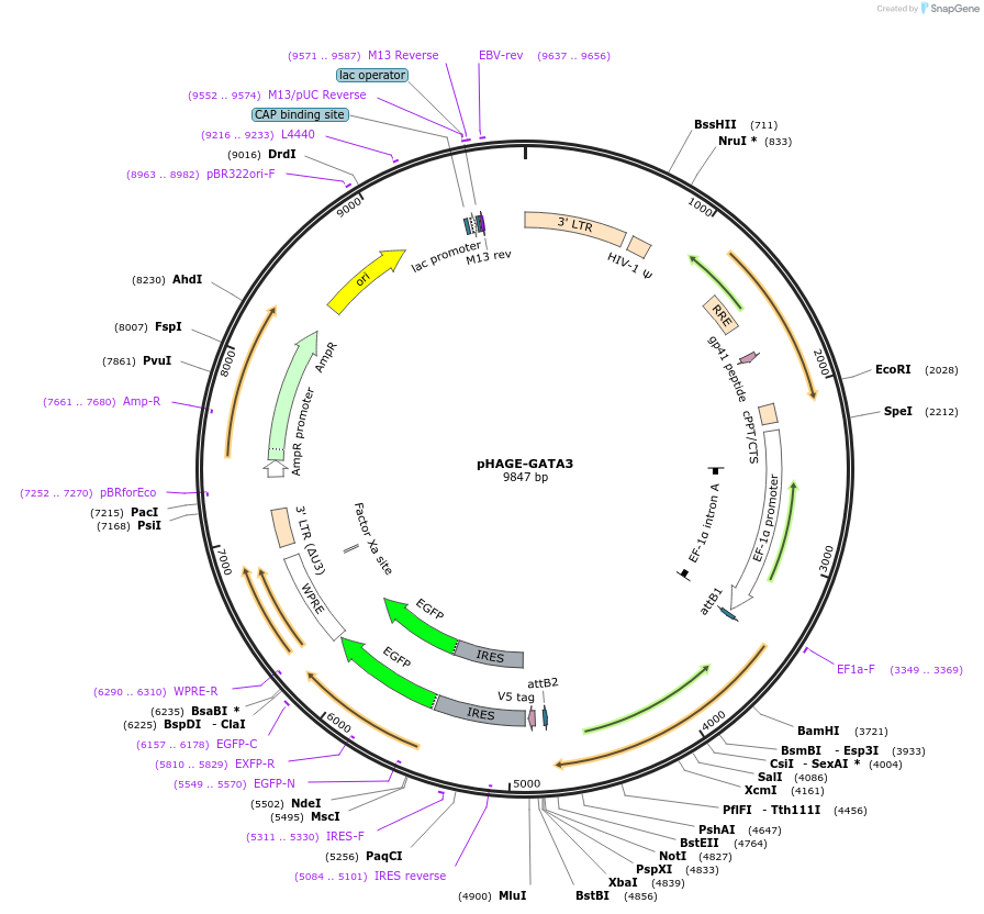 116747-plasmid-map-sequence-id-240747