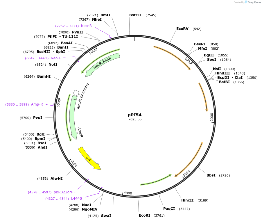 113197-plasmid-map-sequence-id-240880