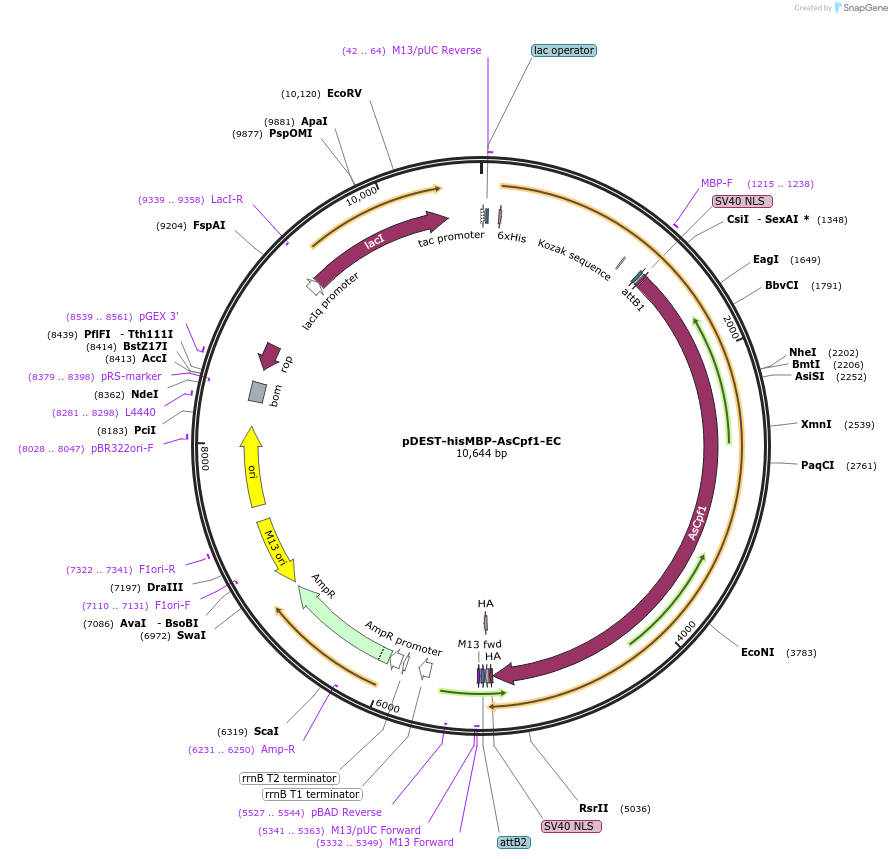 79007-plasmid-map-sequence-id-240910