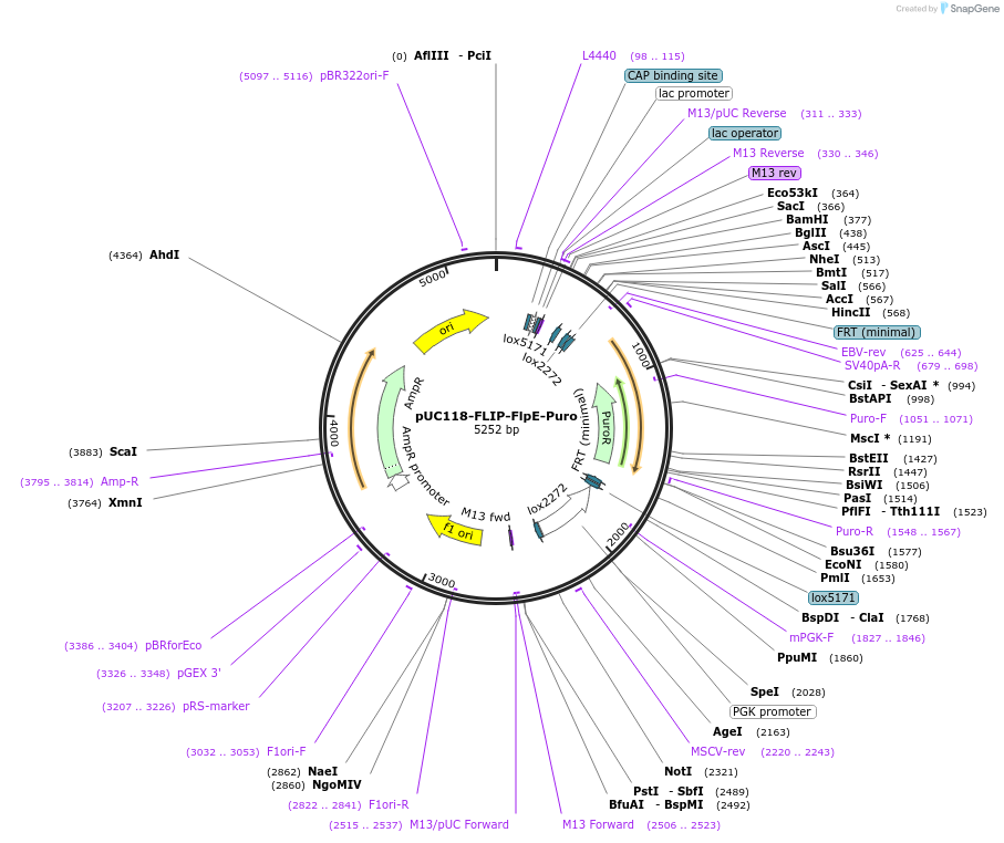 84539-plasmid-map-sequence-id-240914
