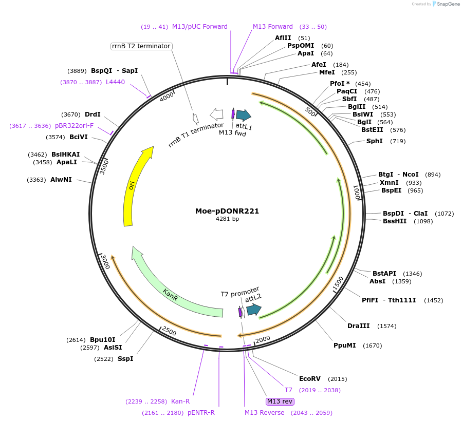124239-plasmid-map-sequence-id-240915