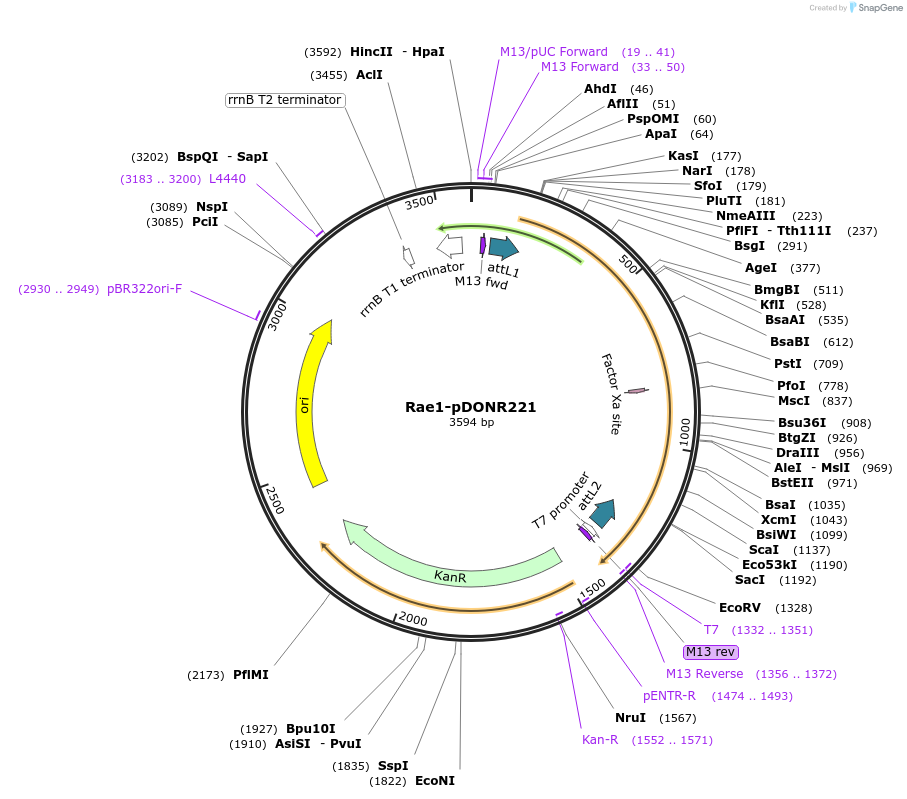 124240-plasmid-map-sequence-id-240918