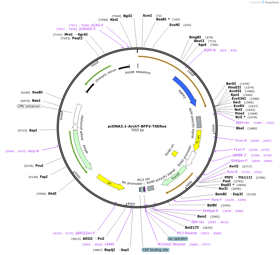 123312-plasmid-map-sequence-id-240924