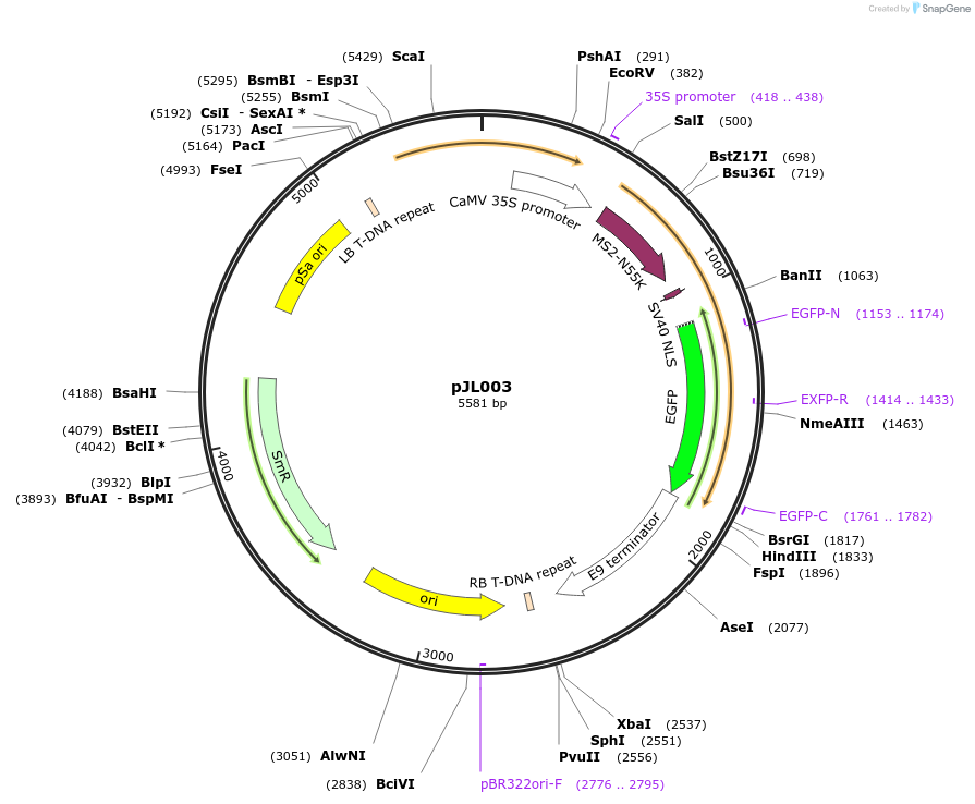 122859-plasmid-map-sequence-id-240989